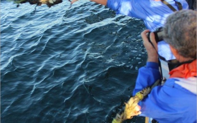 Gansbaai Birkenhead se 164 ste 3